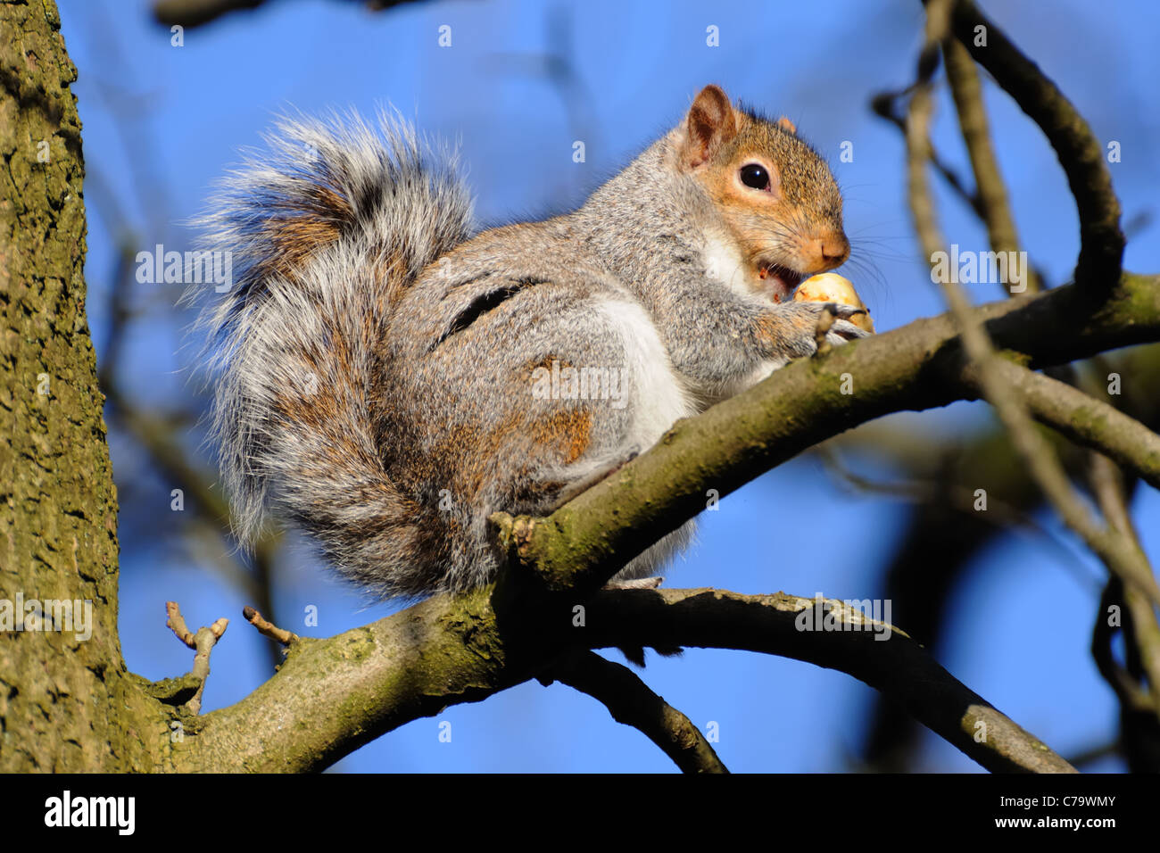 L'écureuil gris de manger un châtaignier. (Sciurus carolinensis) Banque D'Images