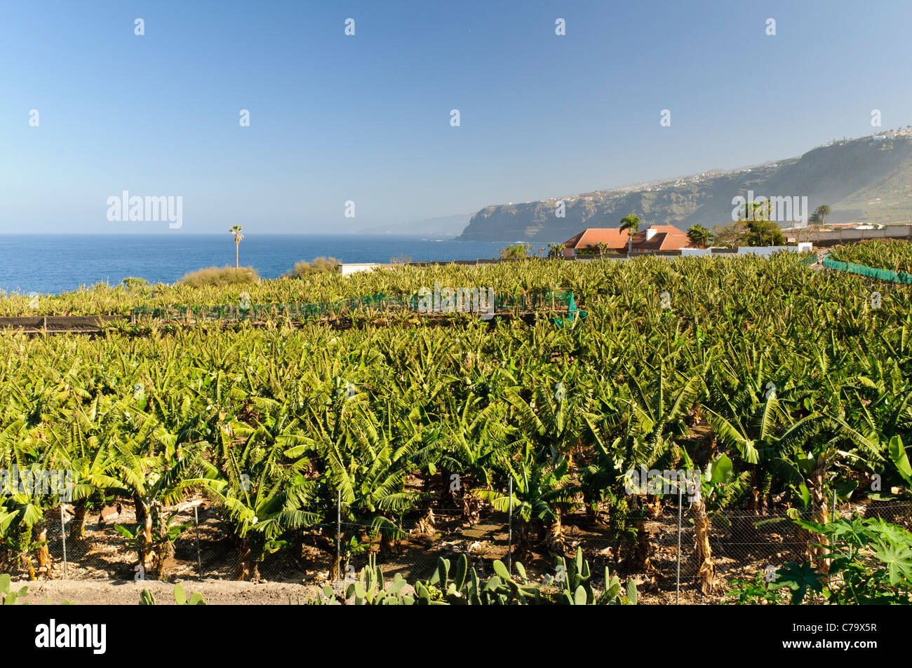 Plantation de banane sur la côte, à Puerto de la Cruz, Tenerife, Canaries, Espagne, Europe Banque D'Images
