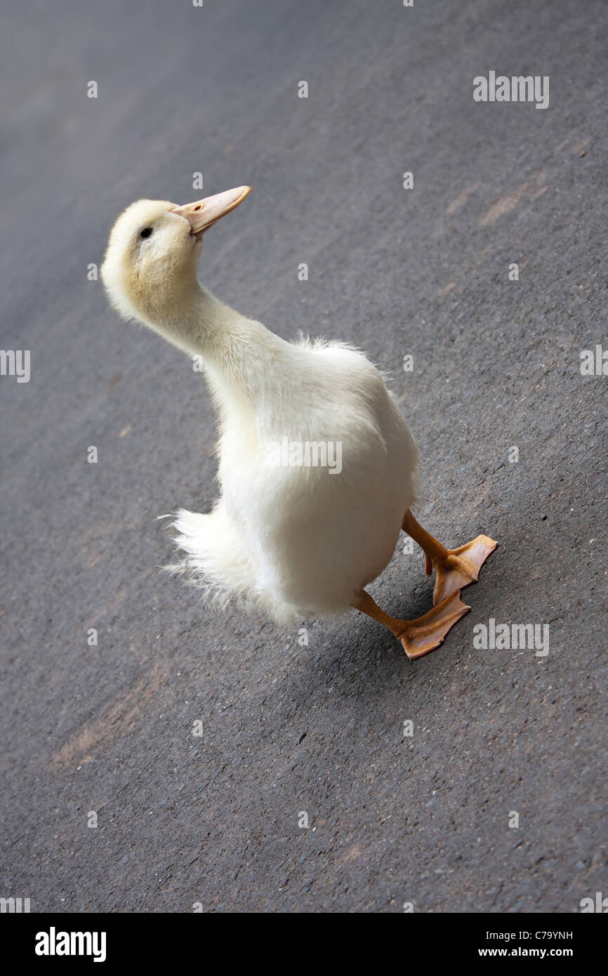 Un Mignon Petit Canard De L Adolescent Dans L Etape Juste Avant De Perdre Son Bebe Jaune Dore Plumes Photo Stock Alamy