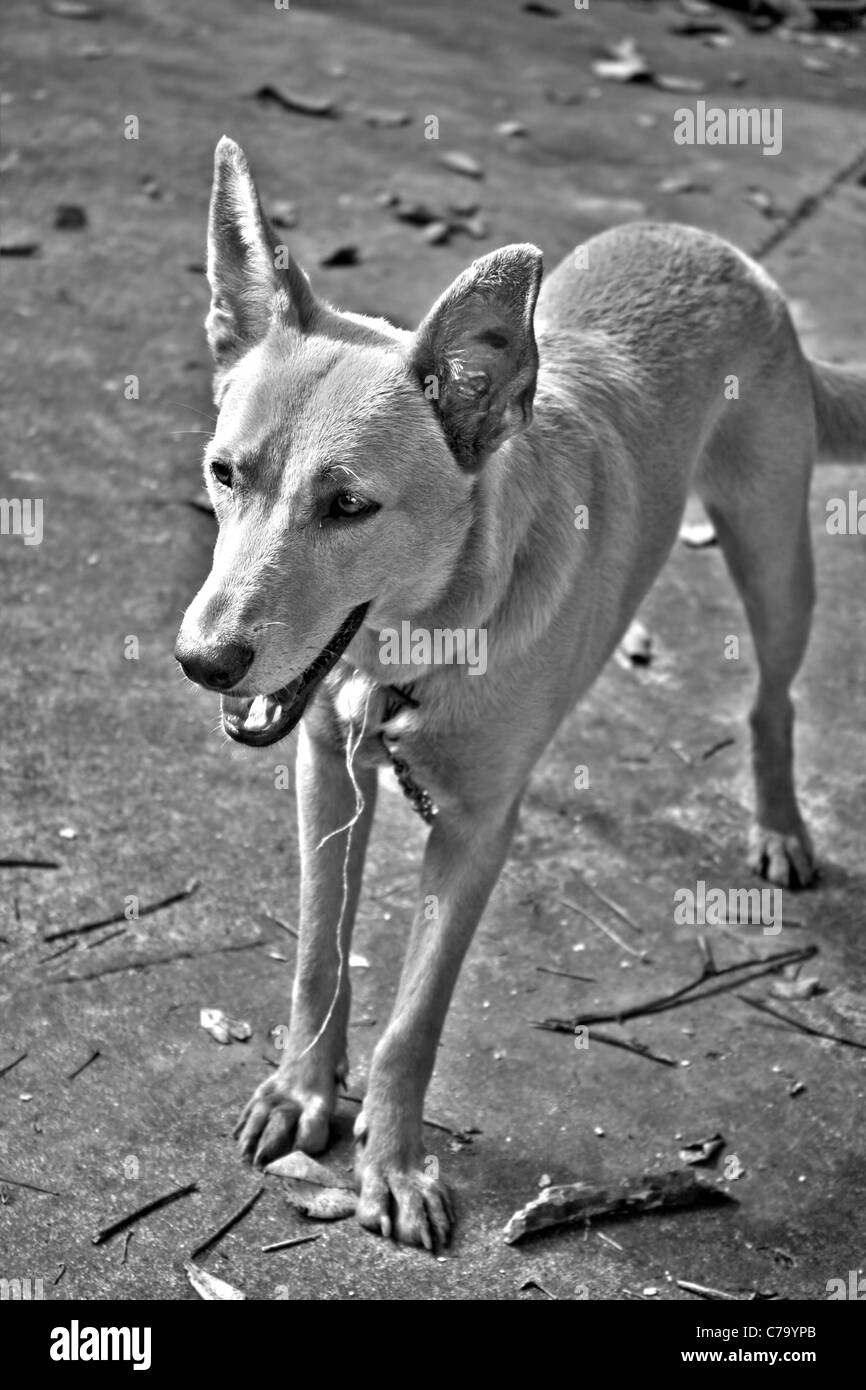 Un mixed breed dog mutt en noir et blanc dynamique élevée. Banque D'Images