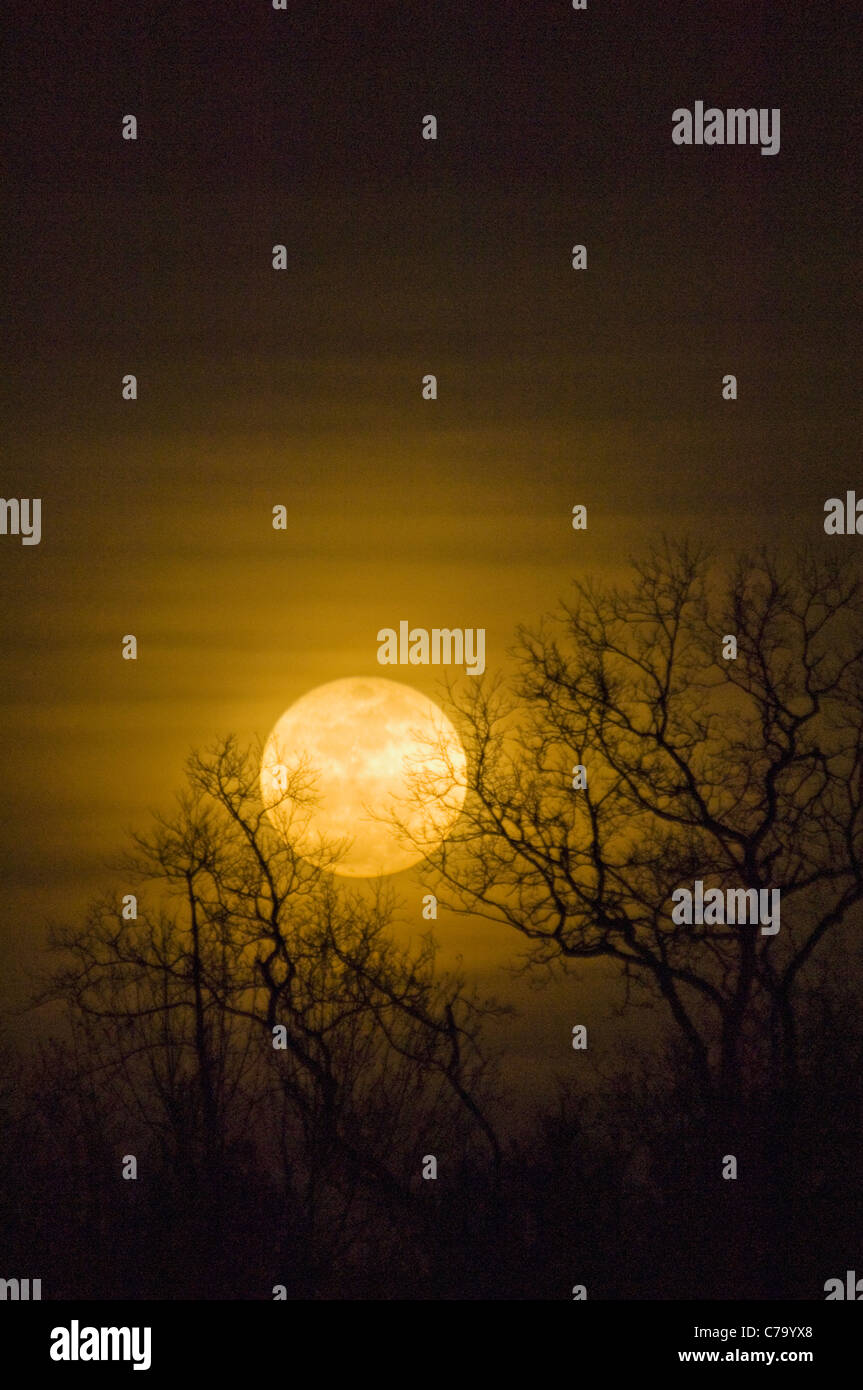 Pleine lune du 19 mars 2011 dans Floyd Comté (Indiana) - L'approche la plus proche de la Lune dans 18 ans. Banque D'Images