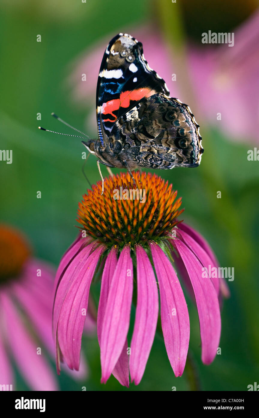 L'amiral rouge papillon sur l'échinacée dans Floyd Comté (Indiana) Banque D'Images