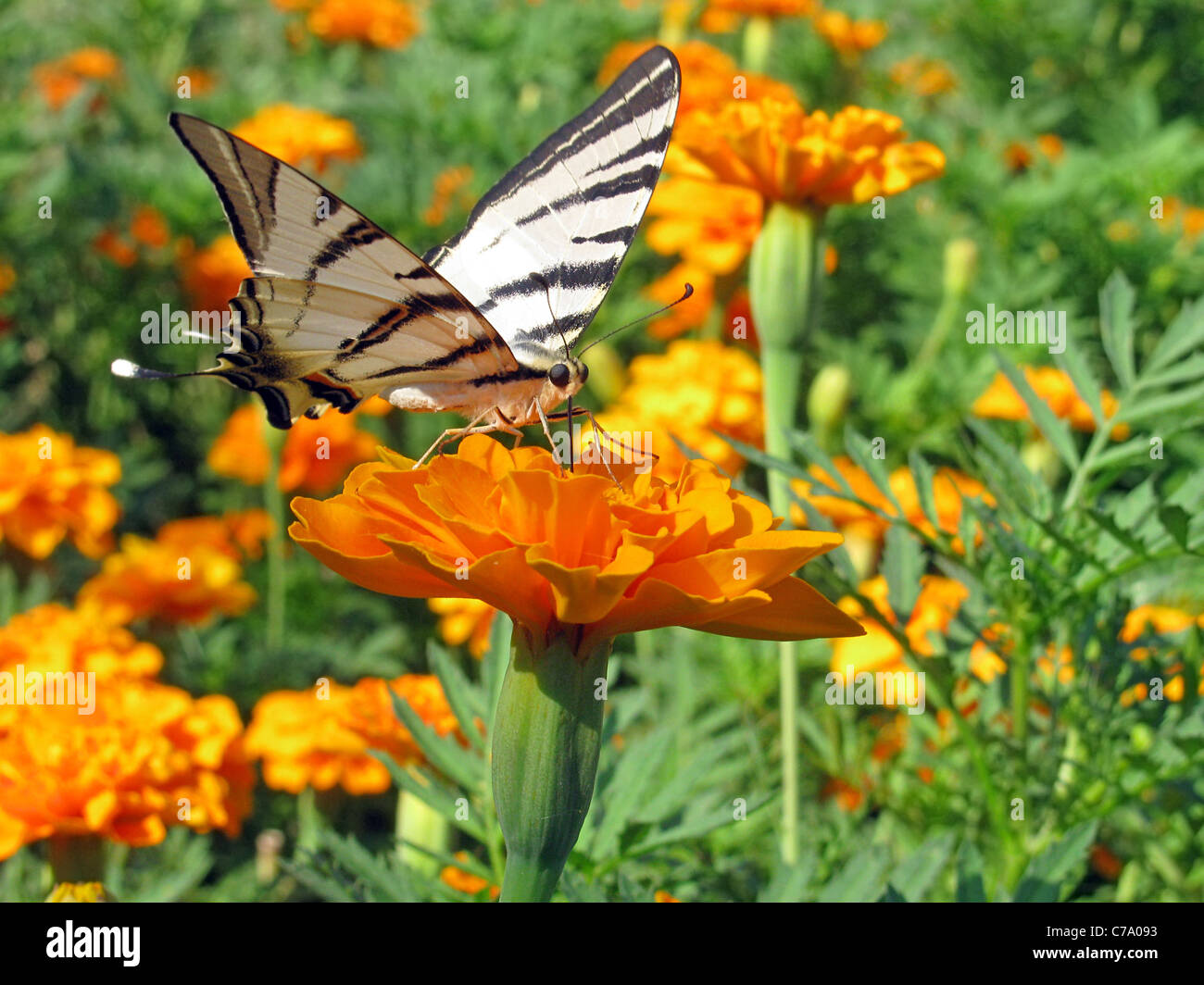 Swallowtail butterfly (rares) assis sur la fleur (marigold) Banque D'Images