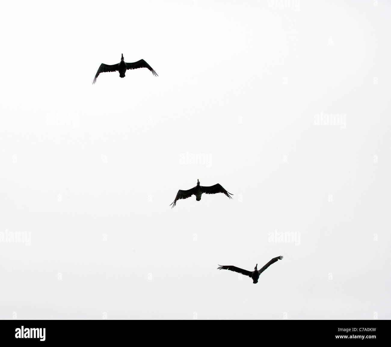 Trois pélicans bruns en vol Banque D'Images