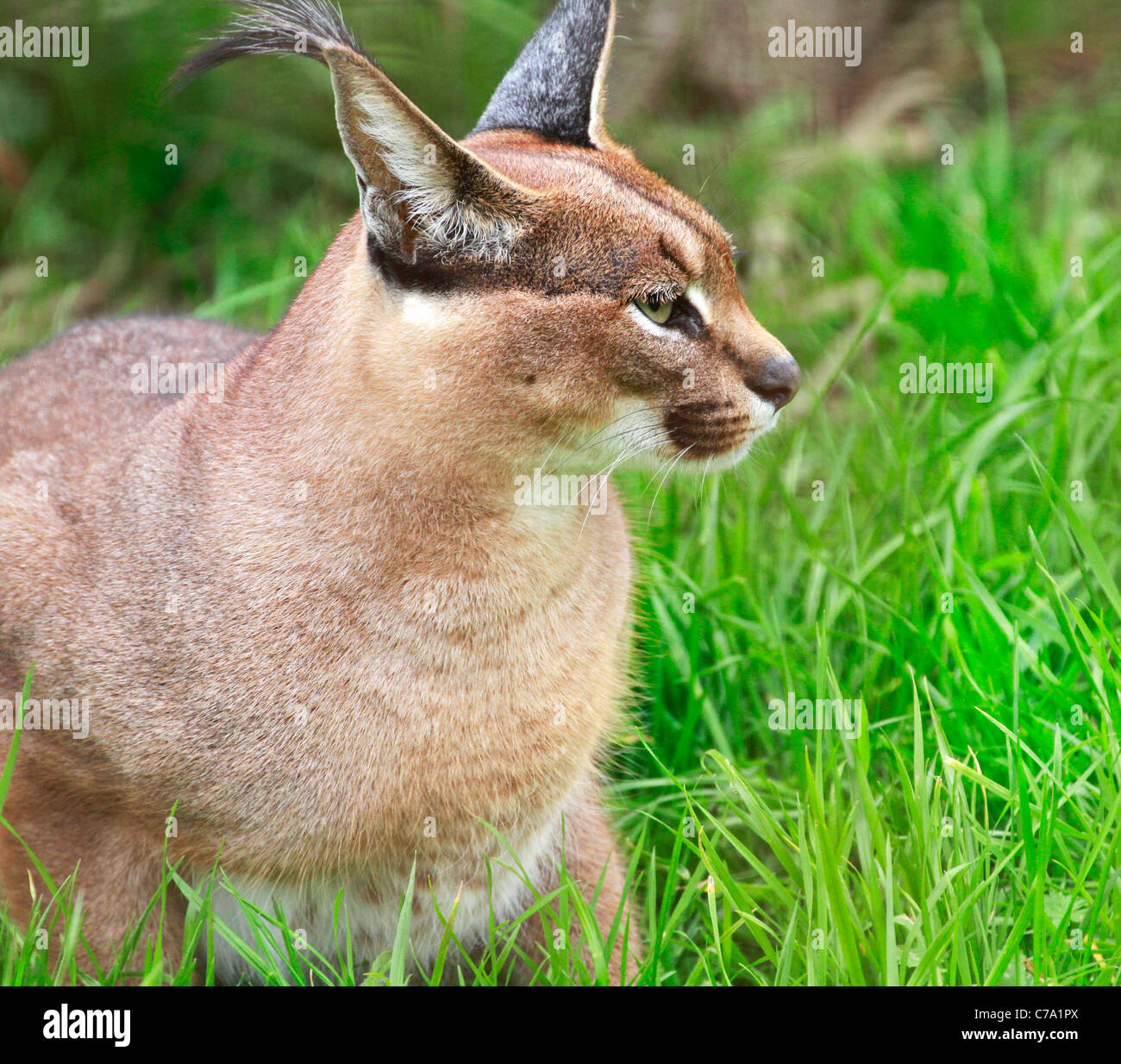 Un caracal (Caracal caracal) également connu sous le rooikat au moment de l'alimentation dans le zoo tygerberg près du cap. Banque D'Images