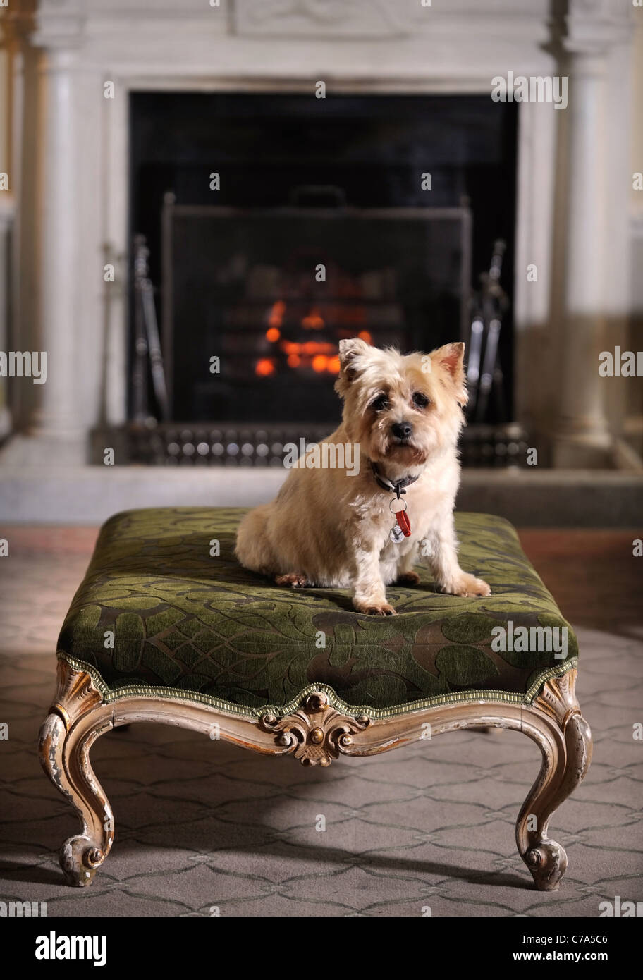 Un Cairn Terrier dog résidant dans un hôtel qui accueille les chiens de UK Banque D'Images