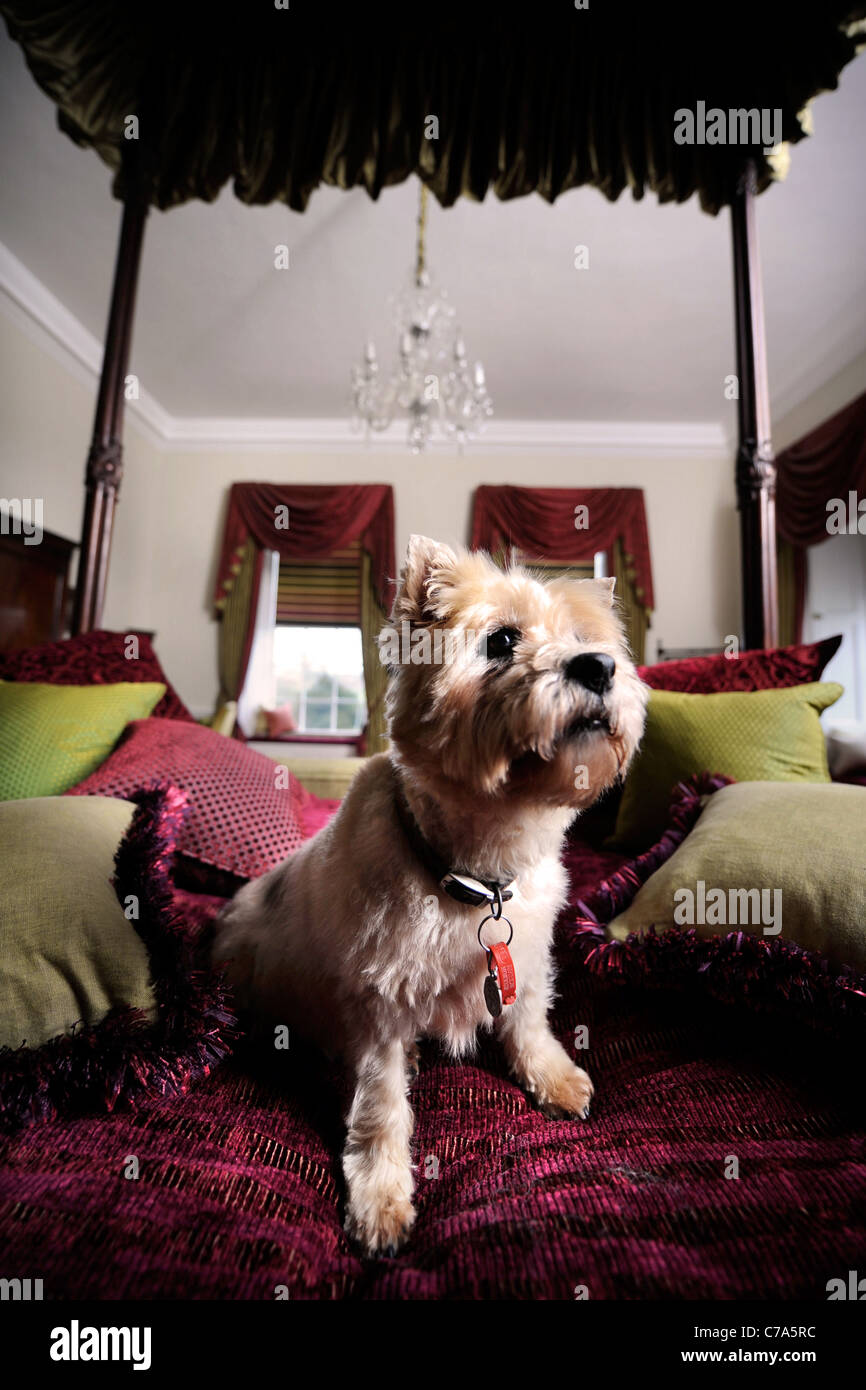 Un Cairn Terrier dog résidant dans un hôtel qui accueille les chiens de UK Banque D'Images