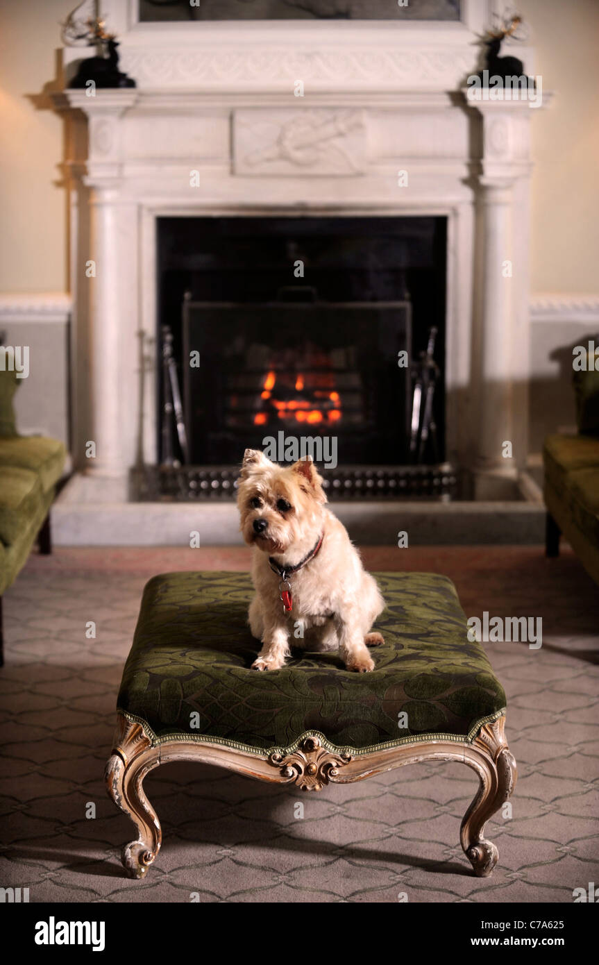 Un Cairn Terrier dog résidant dans un hôtel qui accueille les chiens de UK Banque D'Images