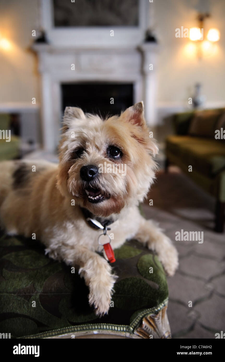 Un Cairn Terrier dog résidant dans un hôtel qui accueille les chiens de UK Banque D'Images