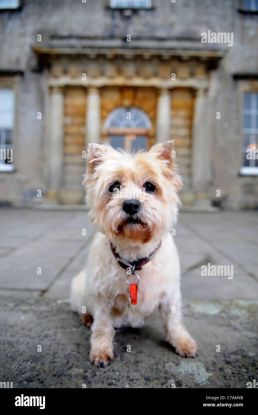 Un Cairn Terrier dog résidant dans un hôtel qui accueille les chiens de UK Banque D'Images