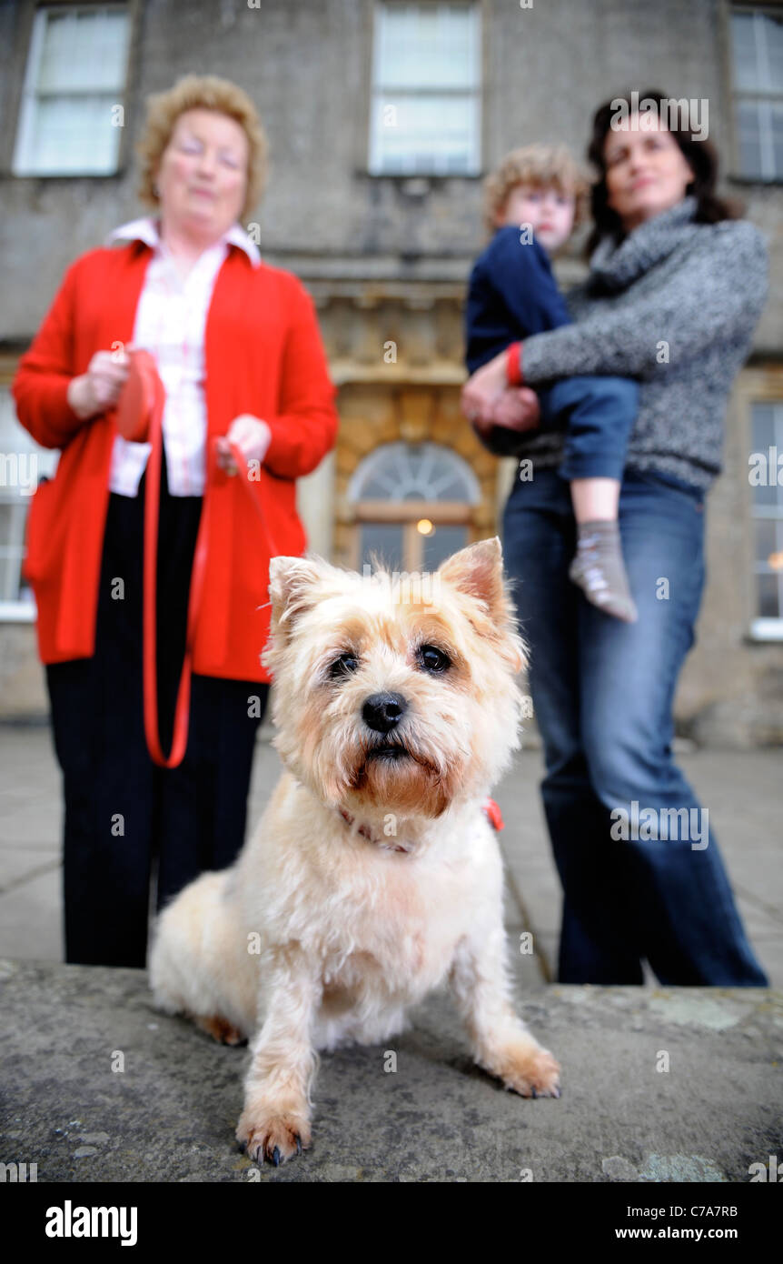 Un Cairn Terrier dog résidant dans un hôtel qui accueille les chiens de UK Banque D'Images