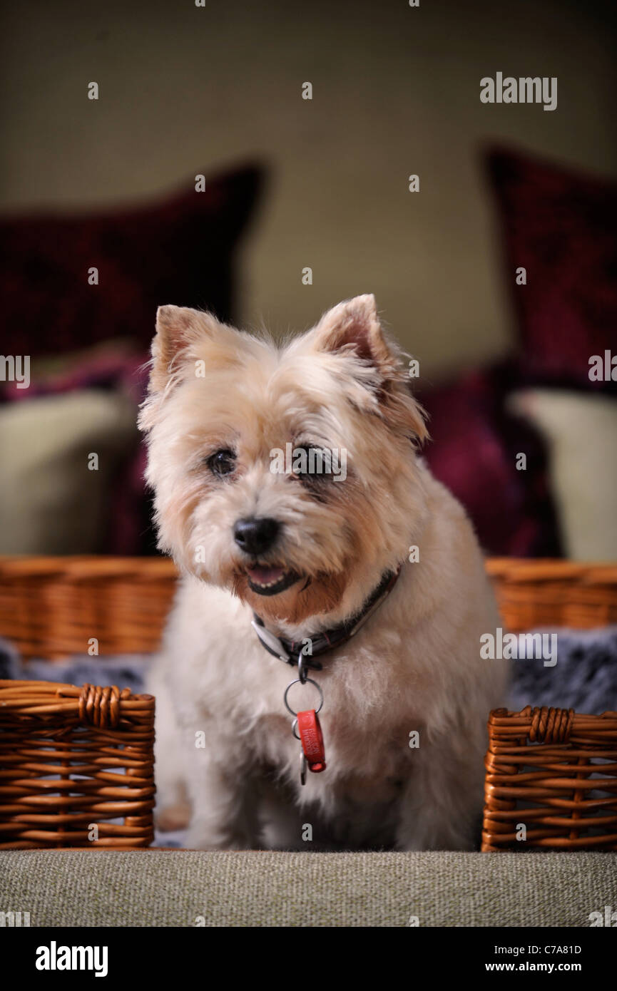 Un Cairn Terrier dog résidant dans un hôtel qui accueille les chiens de UK Banque D'Images