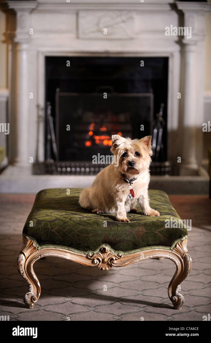 Un Cairn Terrier dog résidant dans un hôtel qui accueille les chiens de UK Banque D'Images