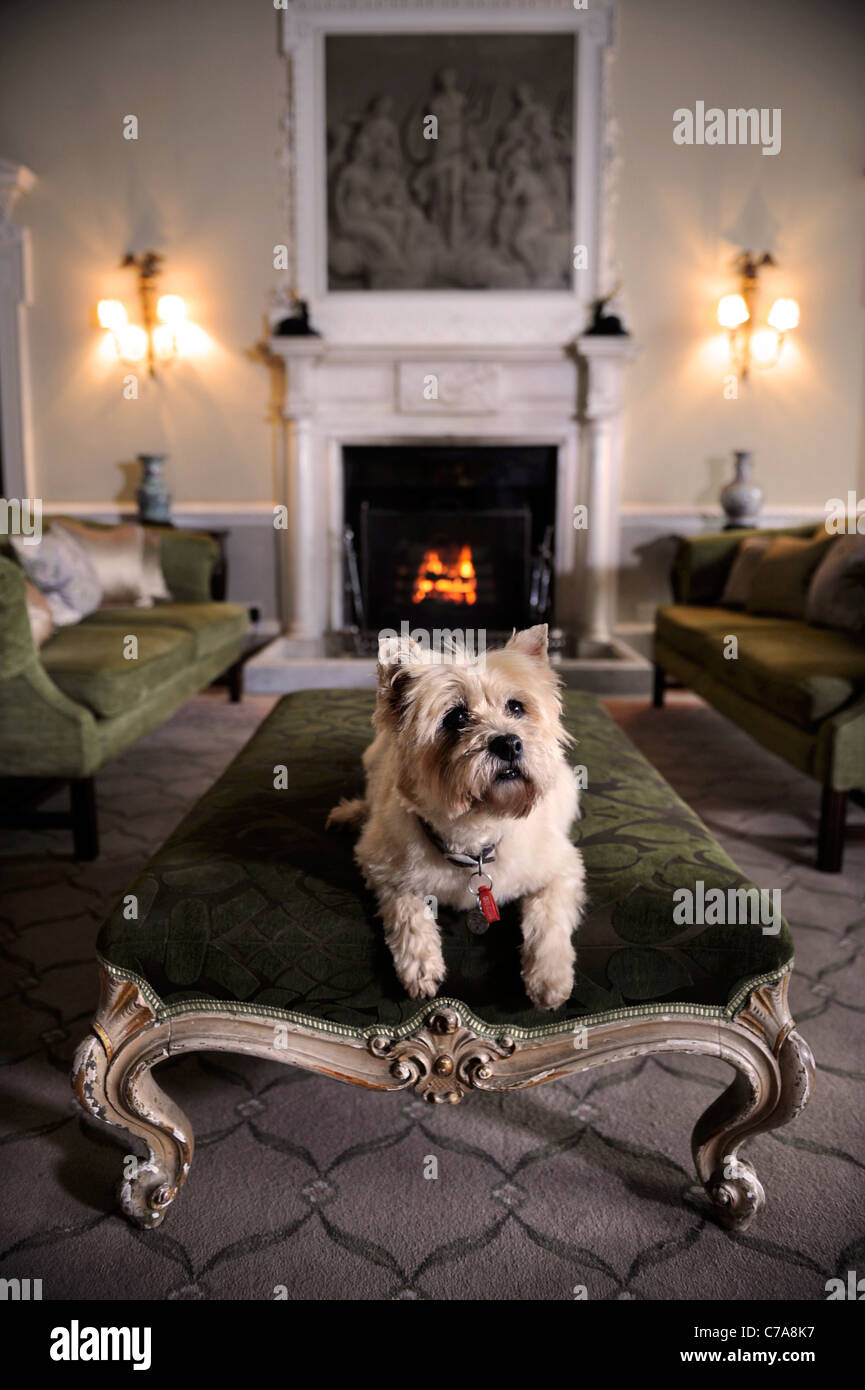 Un Cairn Terrier dog résidant dans un hôtel qui accueille les chiens de UK Banque D'Images