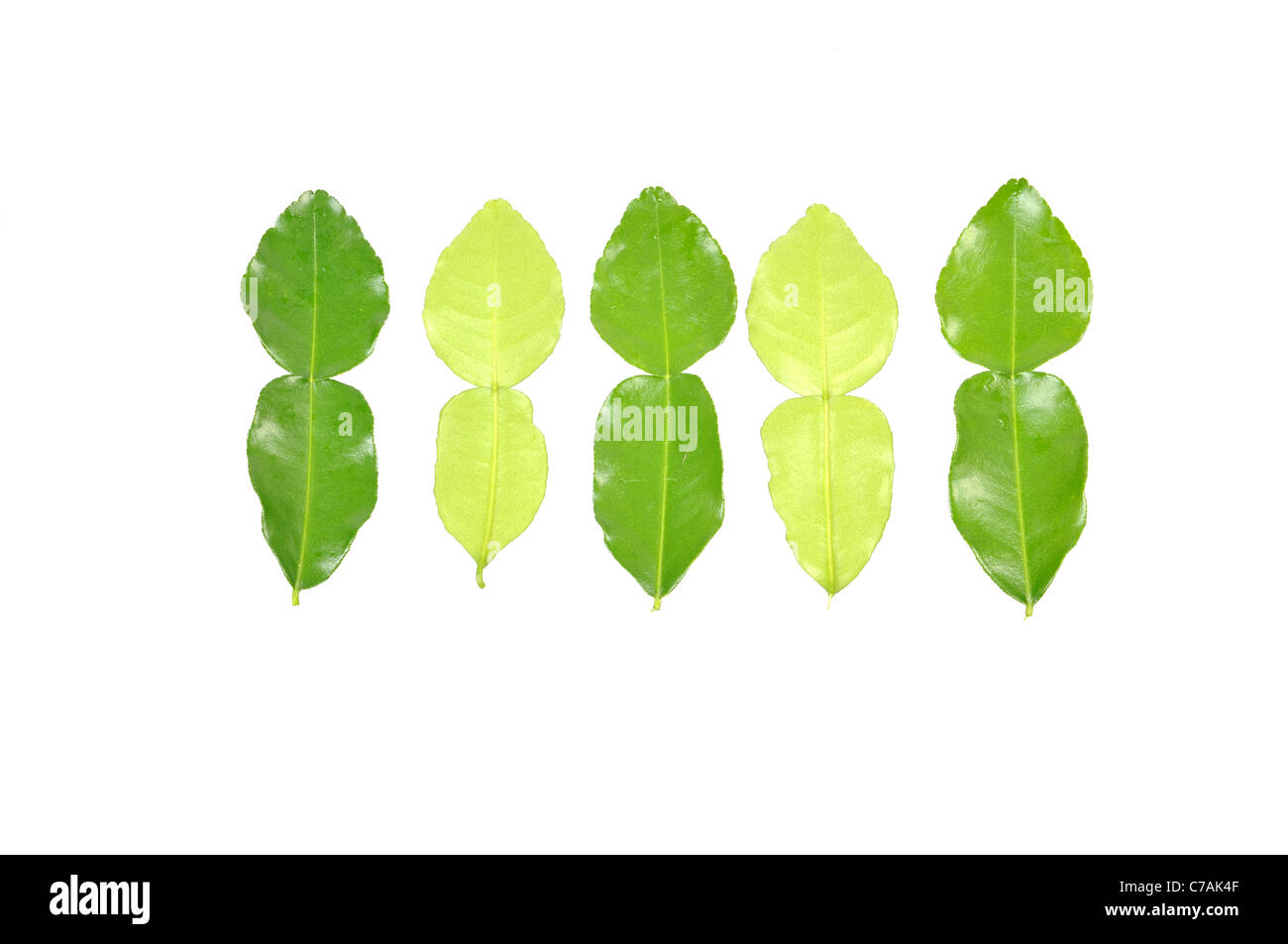 Feuilles de lime Banque D'Images