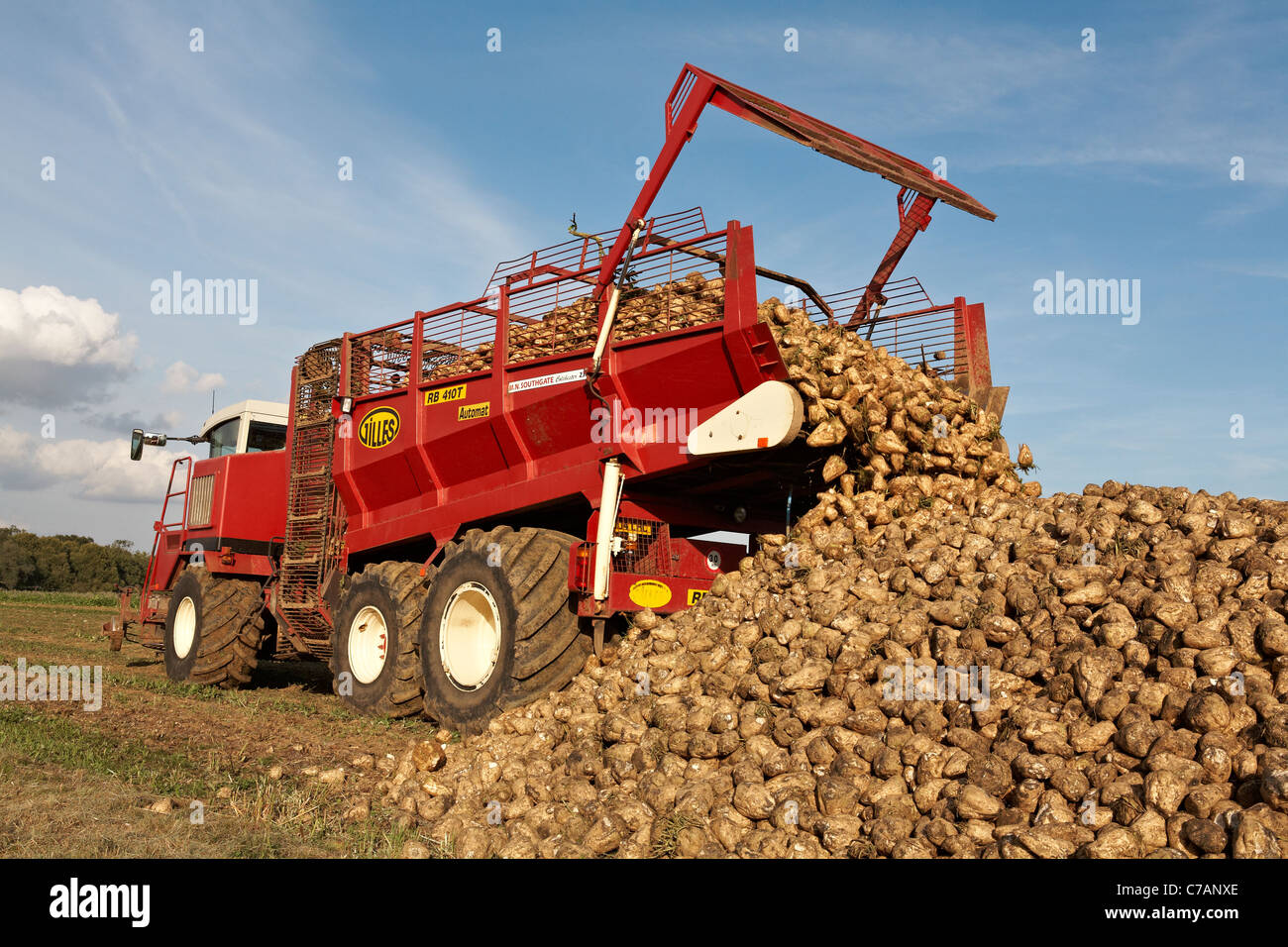 La Betterave Beta vulgaris récolte Récolte North Essex en Angleterre Banque D'Images