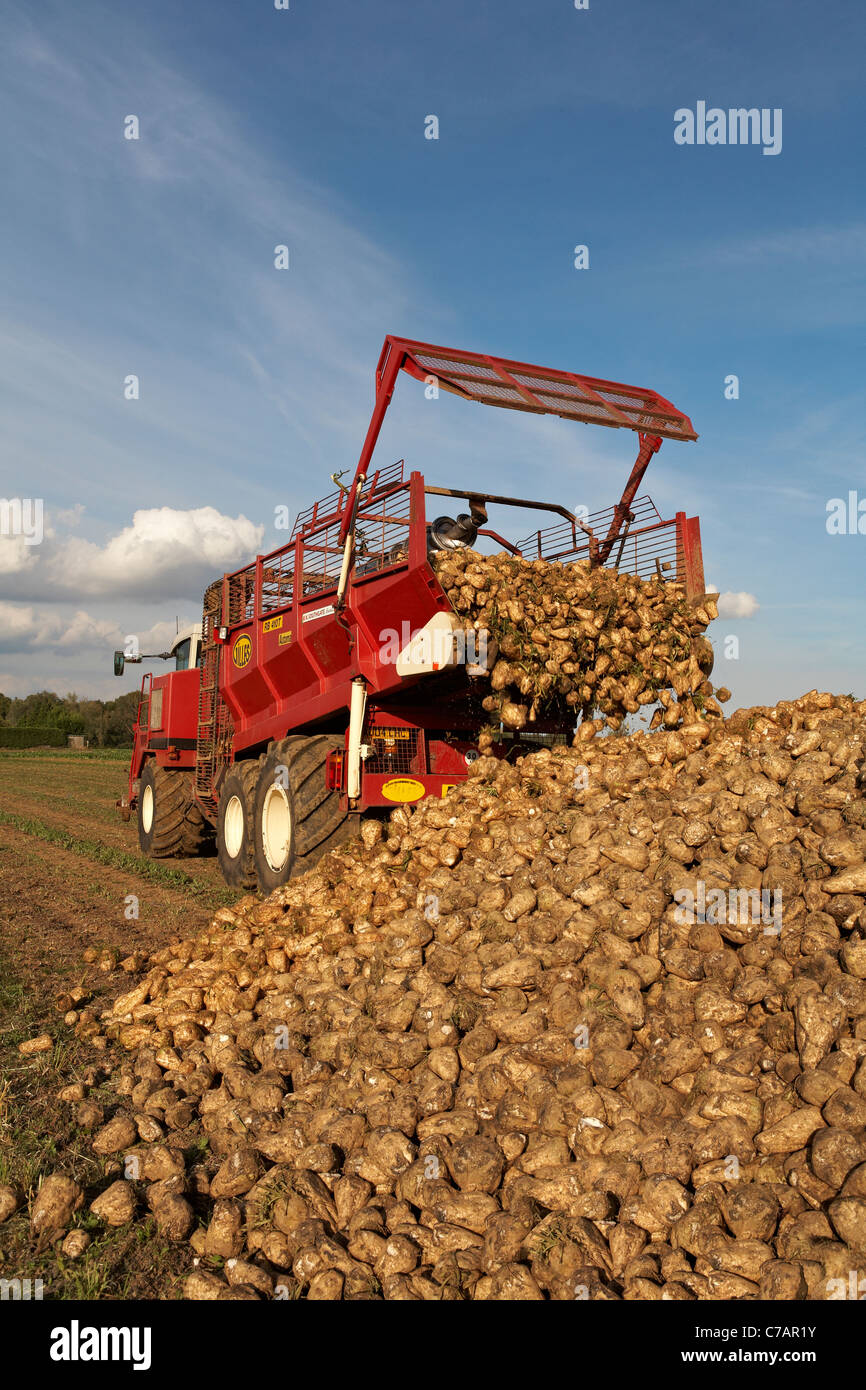 La Betterave Beta vulgaris récolte Récolte North Essex en Angleterre Banque D'Images