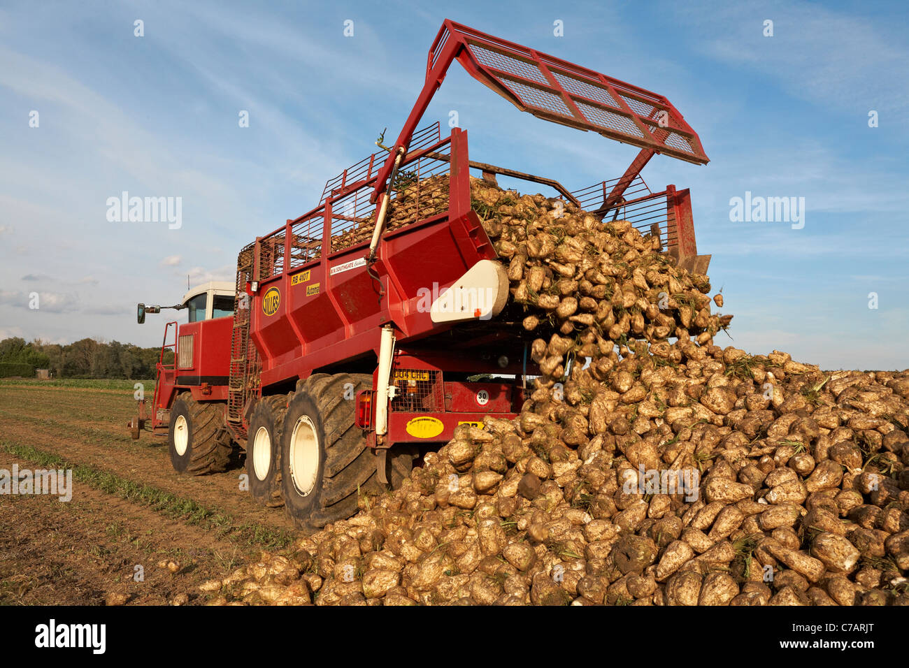 La Betterave Beta vulgaris récolte Récolte North Essex en Angleterre Banque D'Images