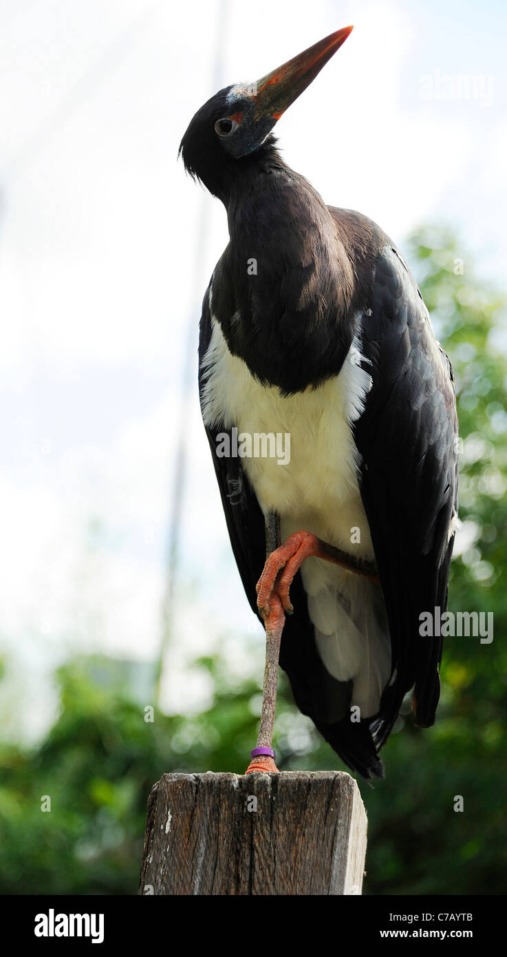 D'Abdim cigogne noire à ventre blanc avec des pattes grises dans l'African Safari oiseaux dans le Zoo de Londres. Banque D'Images