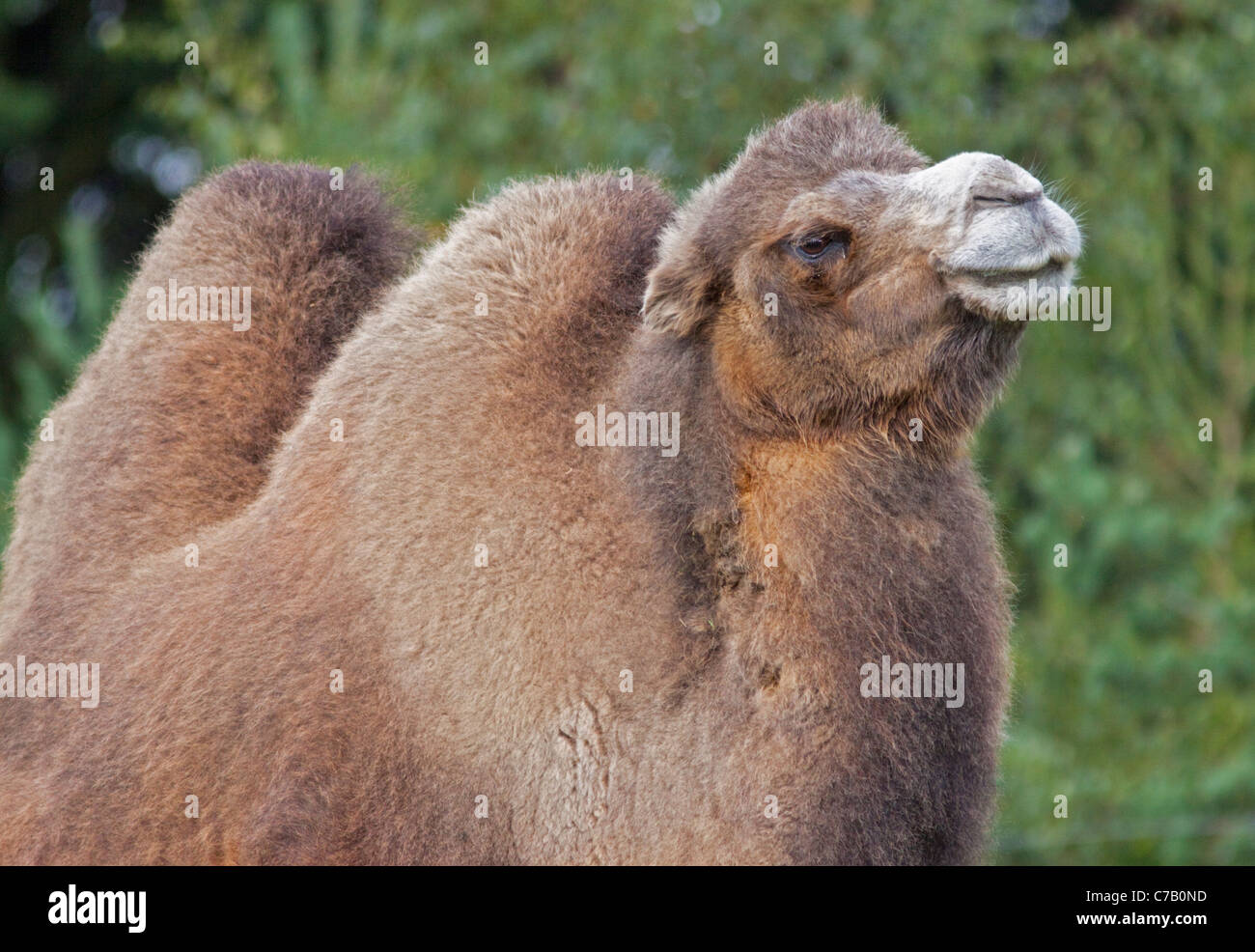 Chameau de Bactriane (Camelus bactrianus) Banque D'Images