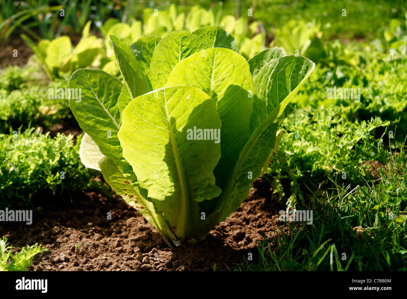 Laitue romaine (Lactuca sativa longifolia) croissant dans un potager. Banque D'Images