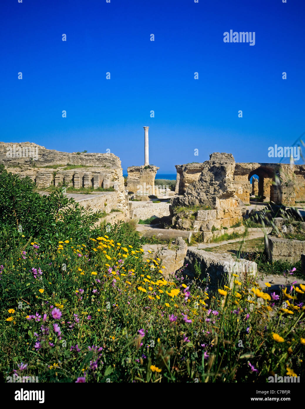 Site archéologique de Carthage, Tunisie, Afrique du Nord, vestiges de thermes romains d'Antonin, prairie fleurie, Banque D'Images