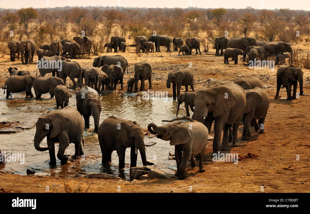 Des éléphants au point d'Halali, Etosha National Park, Namibie, Afrique Banque D'Images