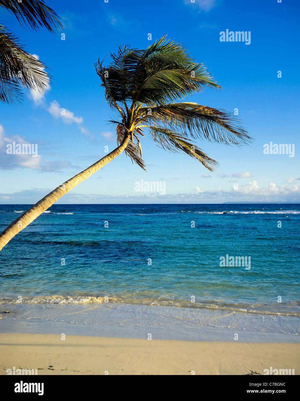 Les palmier sur la plage, la mer, la Guadeloupe, French West Indies, France Banque D'Images