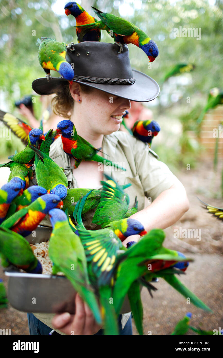 Ranger avec Rainbow loriquets verts au Koala Bay Bungalow Village Horseshoe Bay northcoast de grande barrière de corail de l'île magnétique marin Banque D'Images