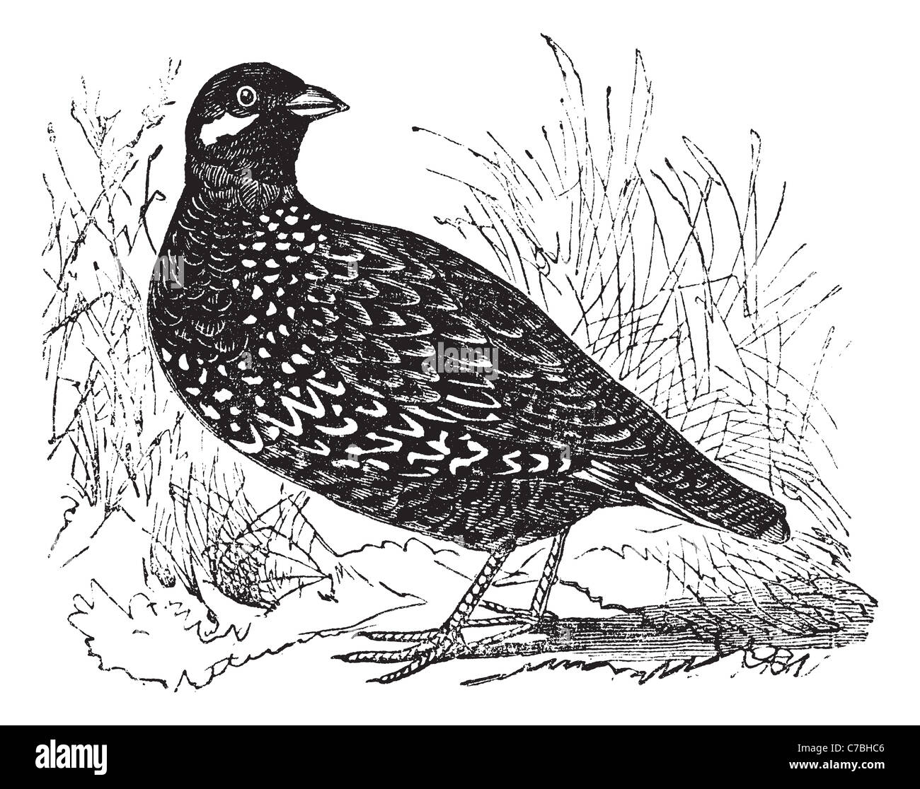 Francolin noir Francolinus francolinus également connu sous le nom, espèce, vintage engraved illustration de Francolin noir. Banque D'Images