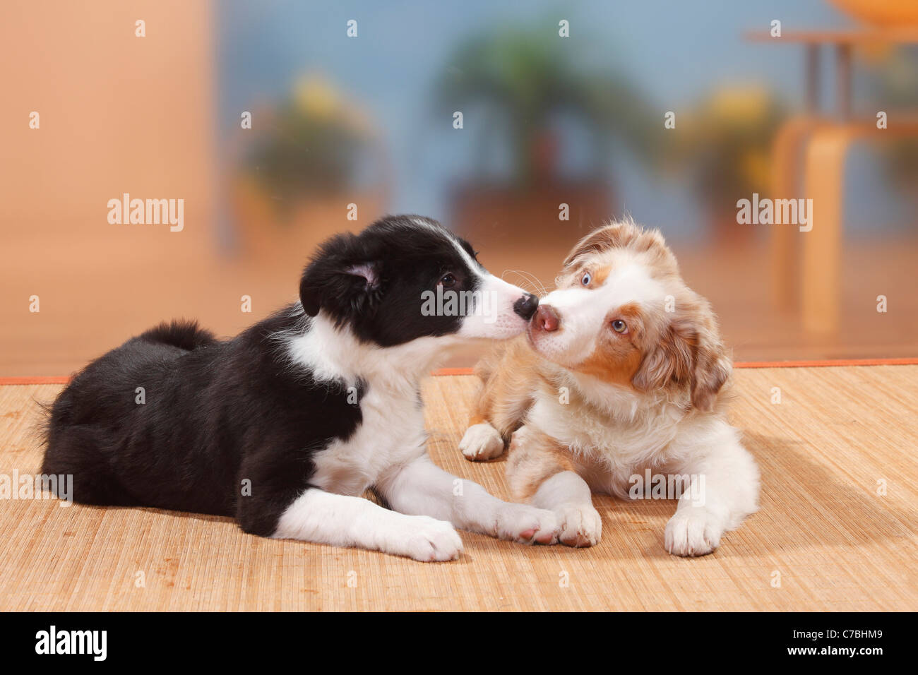 Berger Australien Chiot Rouge Merle 19 Semaines Et