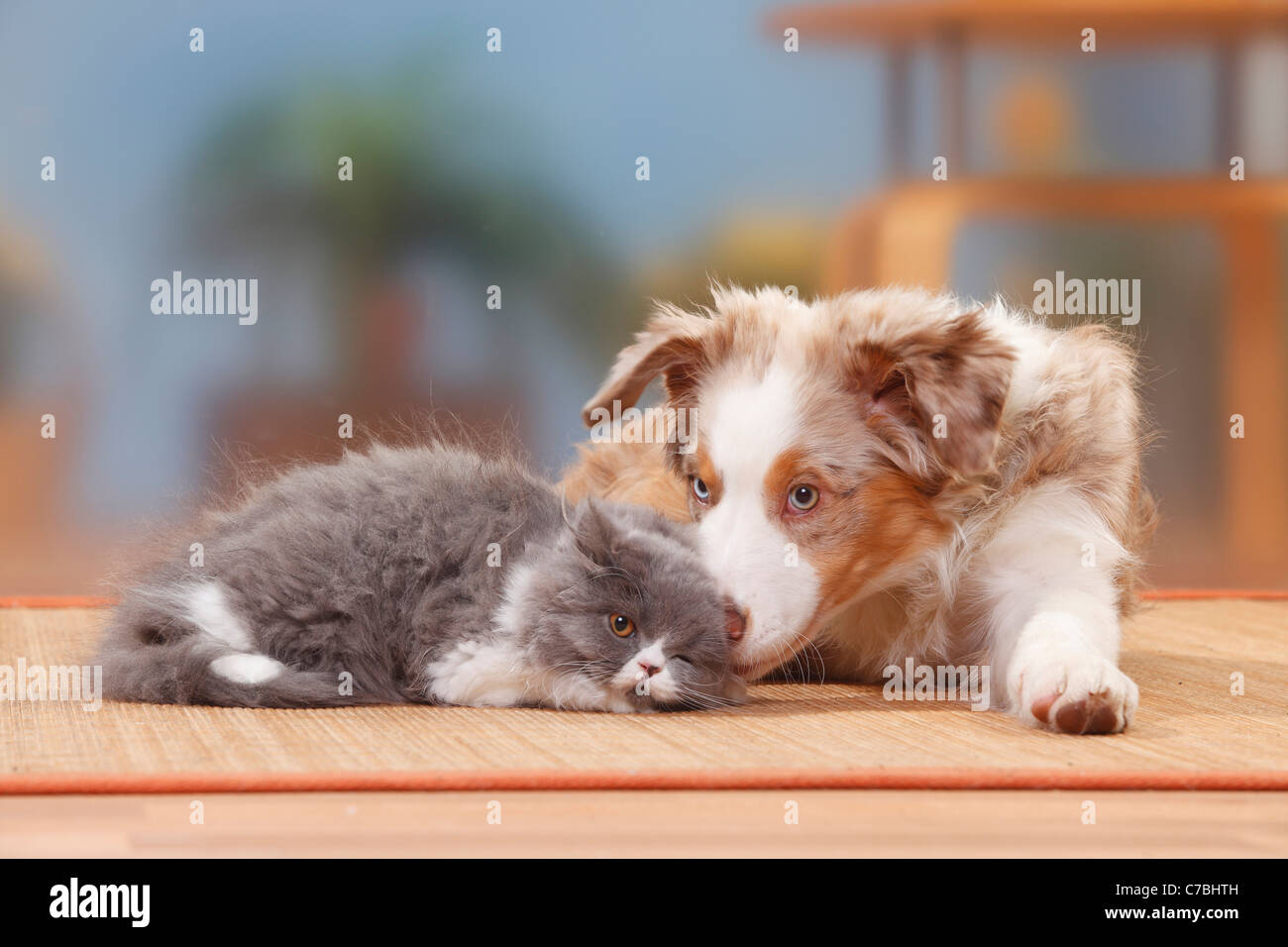 Berger Australien Chiot Rouge Merle 19 Semaines British Longhair Chaton 4 Mois Highlander Lowlander Britannique Photo Stock Alamy Berger Australien Chiot Rouge Merle 19 Semaines British Longhair Chaton 4 Mois Highlander Lowlander Britannique Photo Stock Alamy