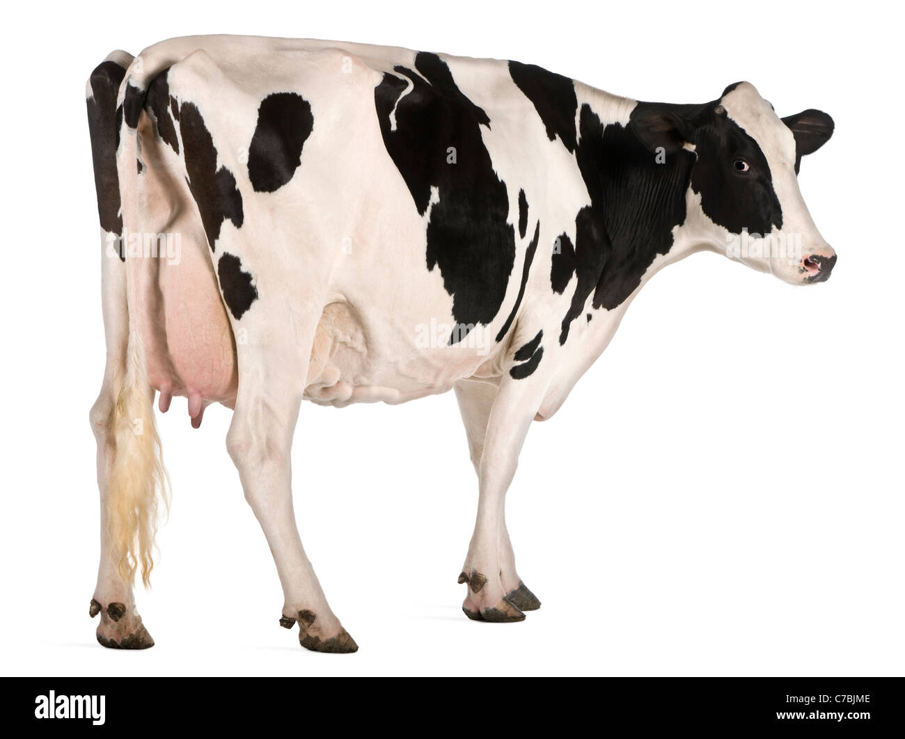 La vache Holstein, 5 ans, in front of white background Banque D'Images