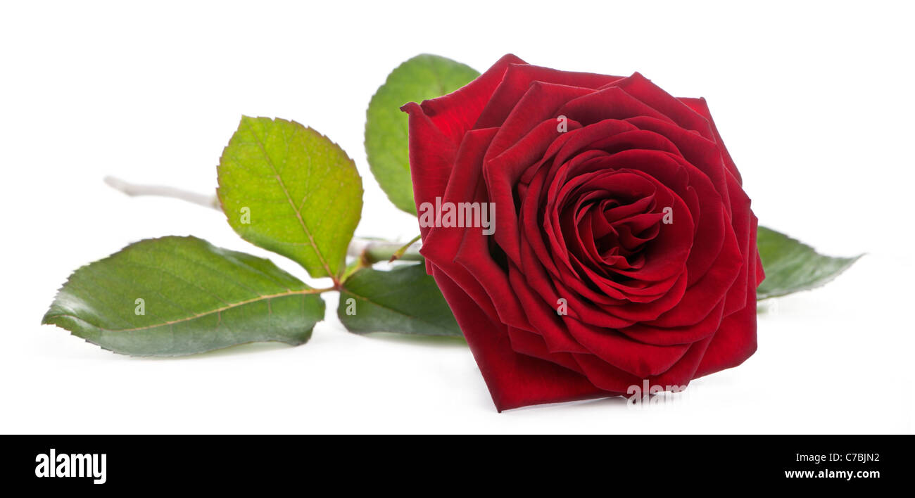 Naomi Rouge Rose in front of white background Photo Stock - Alamy