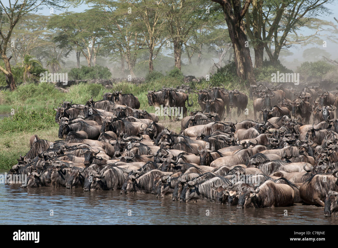 Les troupeaux de wildebeest at The Serengeti National Park, Tanzania, Africa Banque D'Images