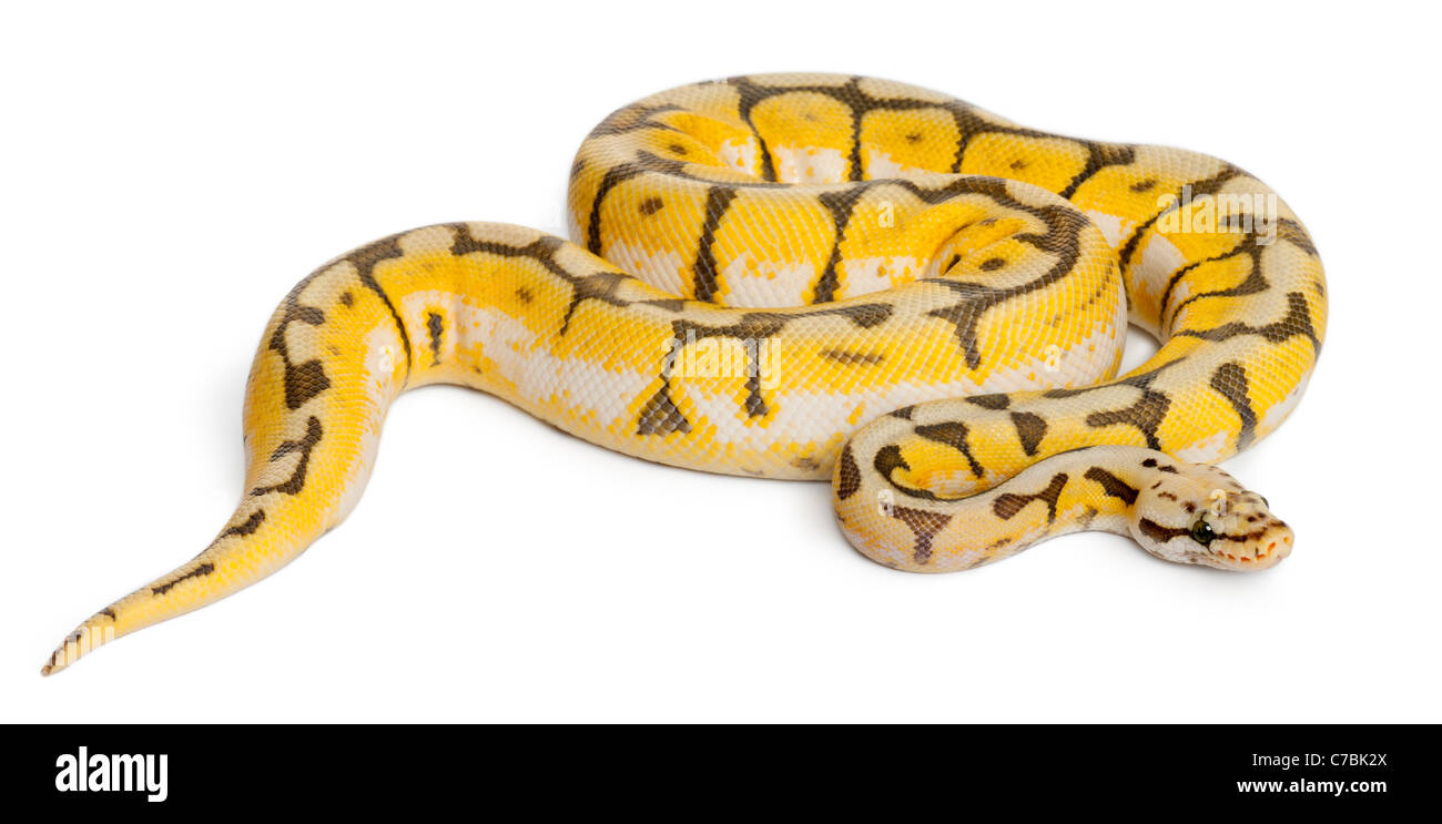 Killerbee femelle python royal, Python regius, in front of white background Banque D'Images