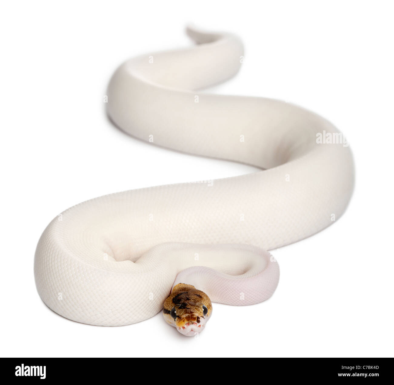 Pied femelle araignée python royal, Python regius, 18 years old, in front of white background Banque D'Images