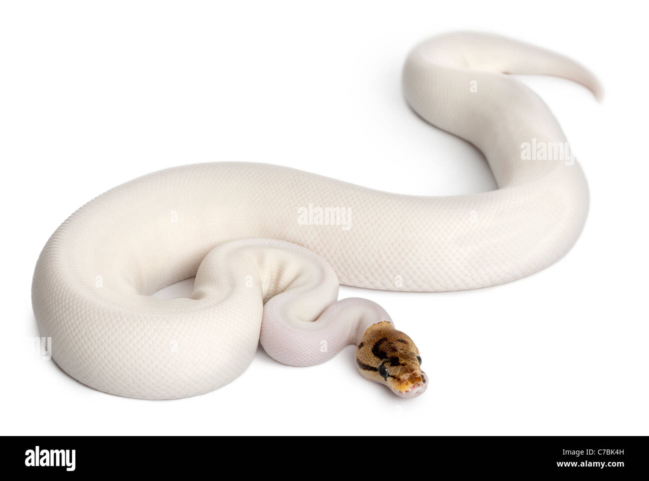 Pied femelle araignée python royal, Python regius, 18 years old, in front of white background Banque D'Images