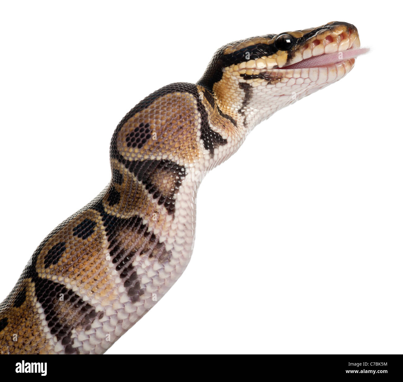Python royal, ball python, Python regius, manger une souris in front of white background Banque D'Images
