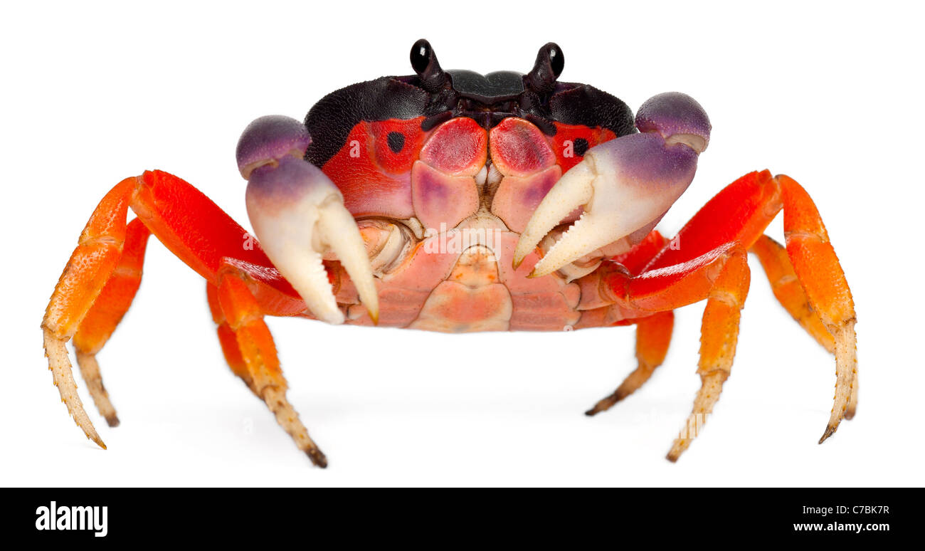 Terre rouge Crabe, Gecarcinus quadratus, in front of white background Banque D'Images