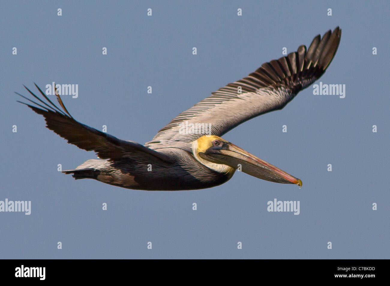 Pelican en vol Banque D'Images