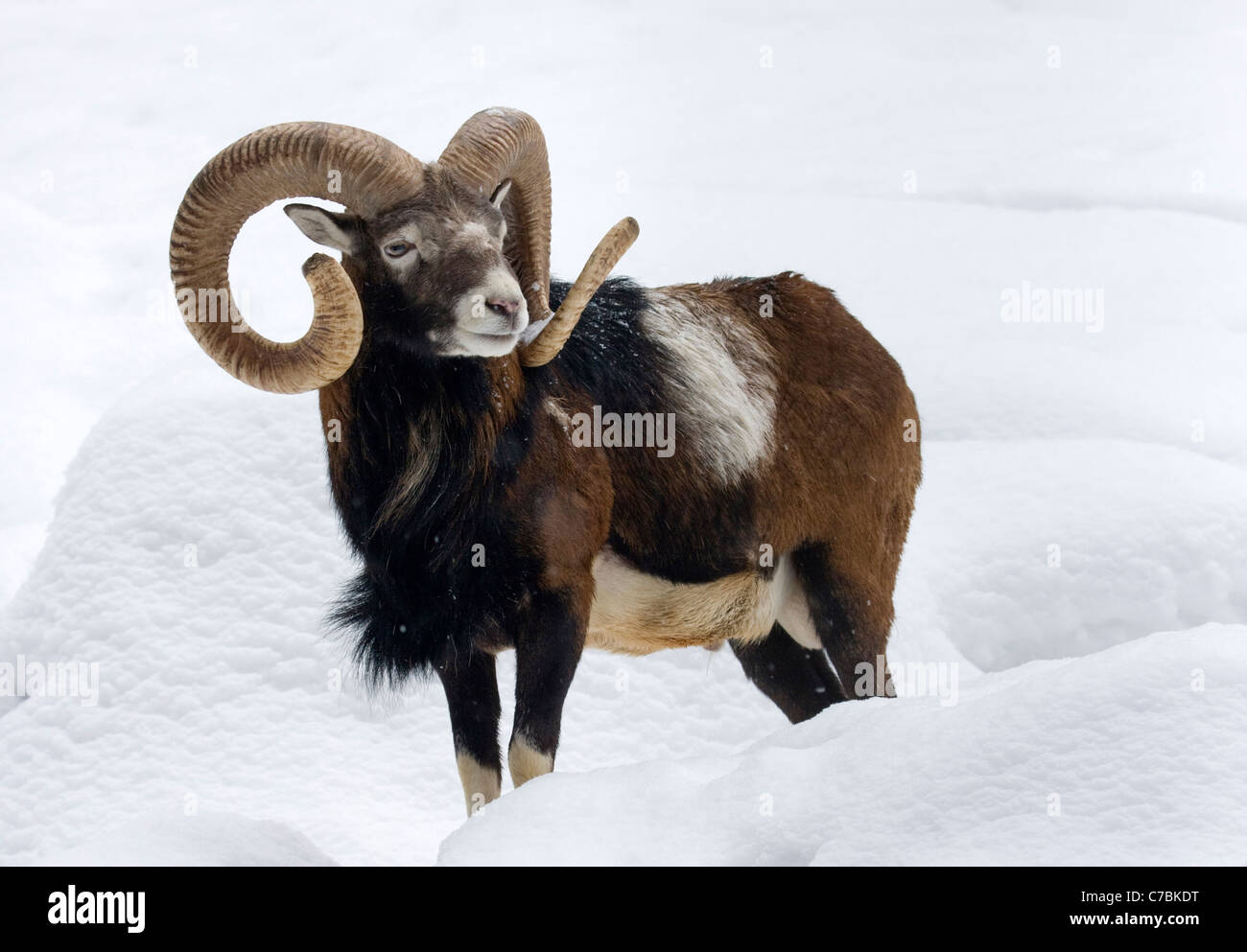 Dans la neige de mouflon (Ovis orientalis musimon) Banque D'Images
