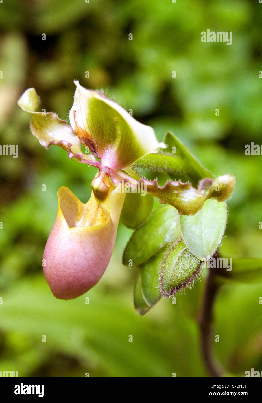 La sarracénie pourpre, une plante insectivores, en Asie Banque D'Images