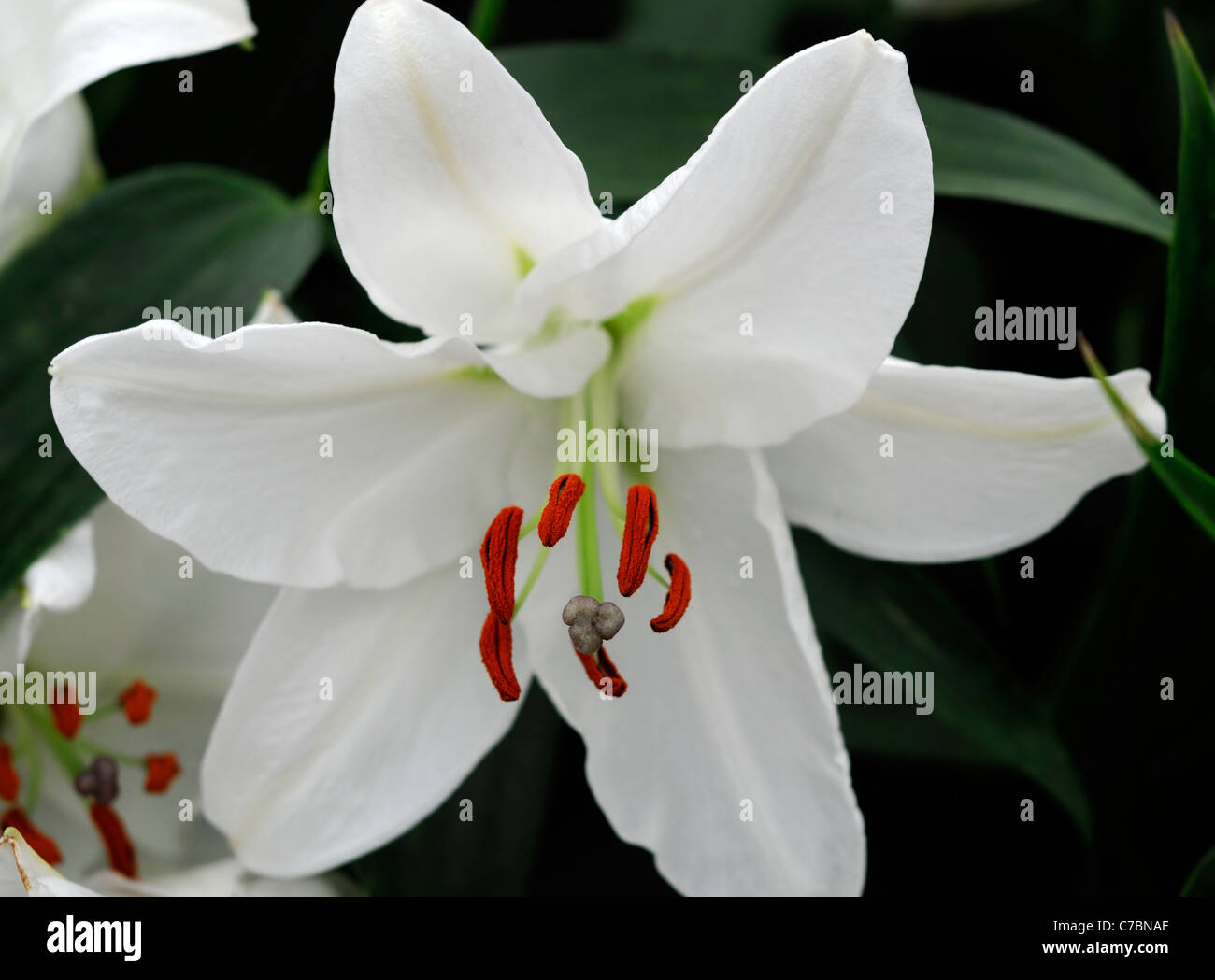 Lys hybride oriental lily Caroline Tensen fleur blanche fleur Banque D'Images