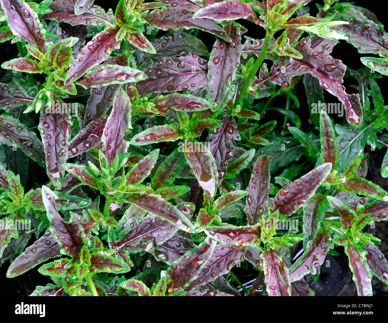 Oenothera speciosa twilight feuillage vivace herbacée dressée feuilles panachées vert bronze mi-violet Banque D'Images