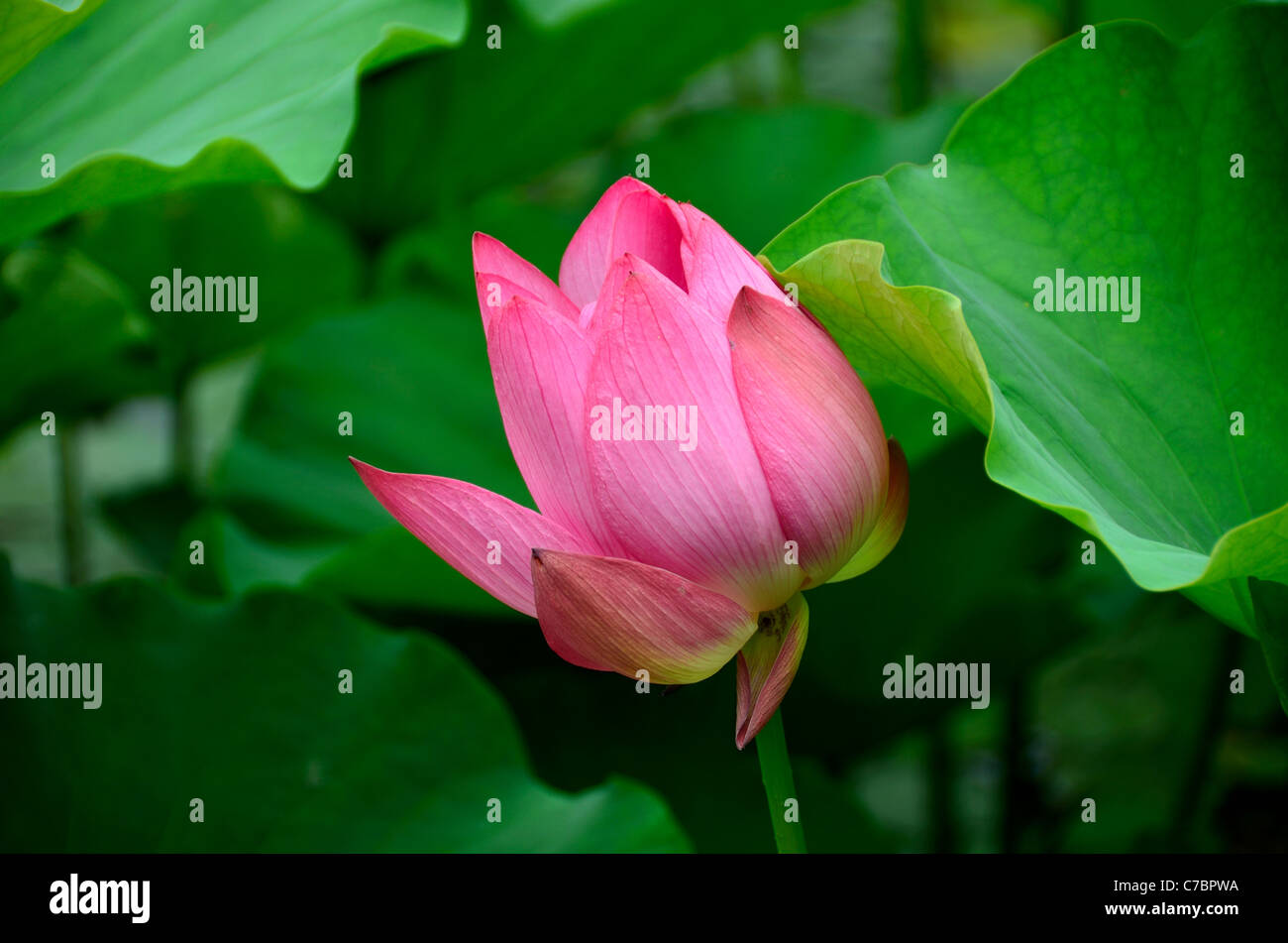 Fleur de lotus rose vif prêt à fleurir. Banque D'Images