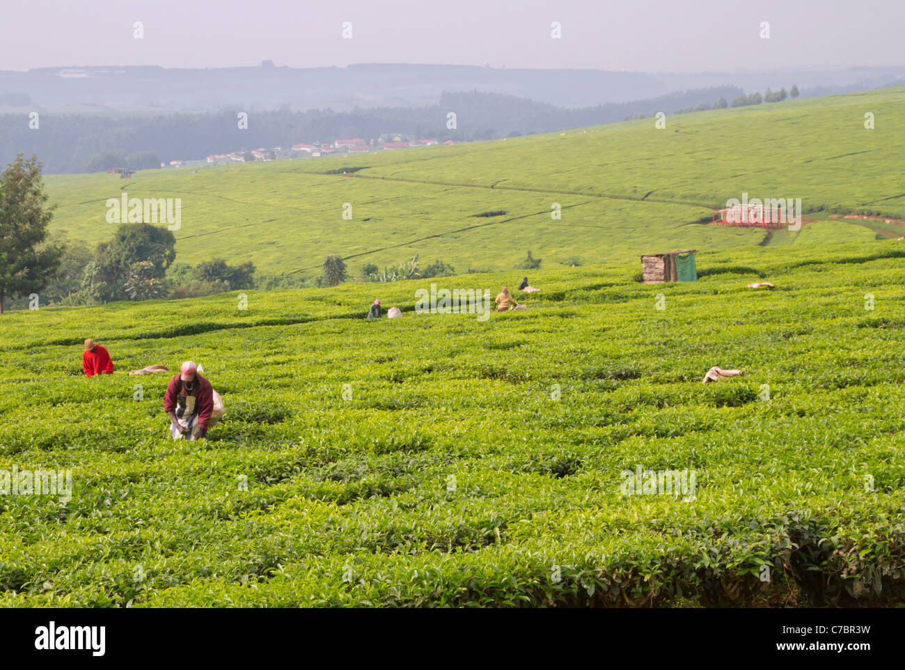 Le matin, la récolte du thé à une plantation dans la région de Kericho, dans l'ouest du Kenya. Banque D'Images