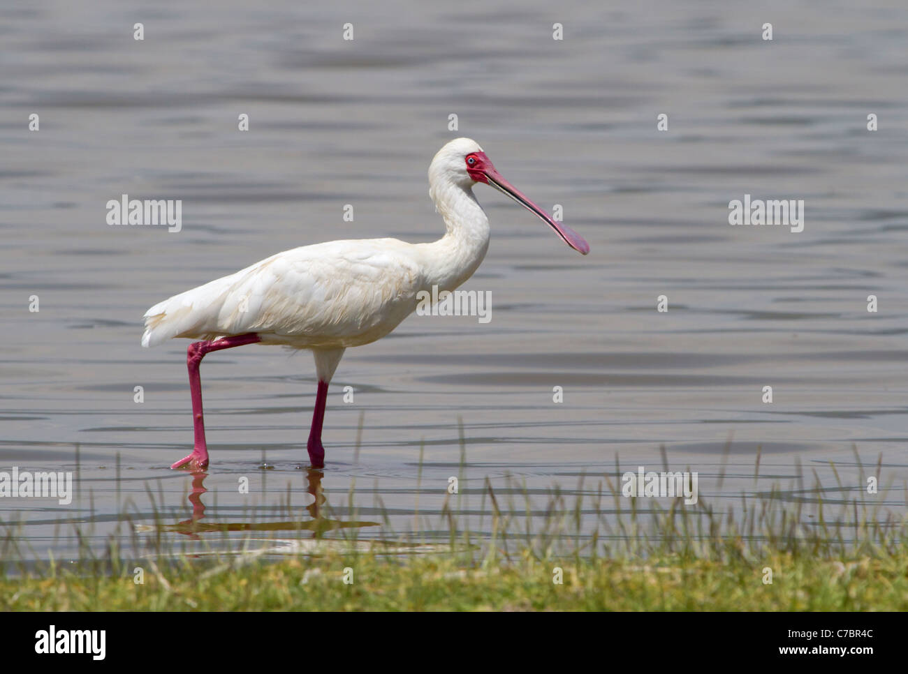 Le Spoonbill africain (Platalea alba) dans une eau peu profonde, au centre du Kenya. Banque D'Images