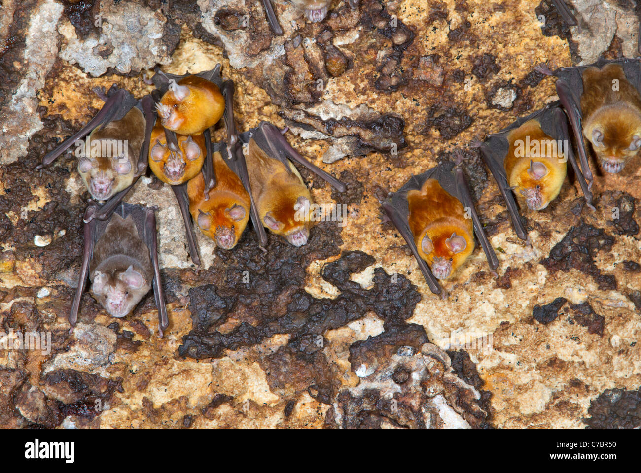 Une colonie de chauves-souris (trident africains Triaenops afer) dans une grotte, région côtière du Kenya. Banque D'Images