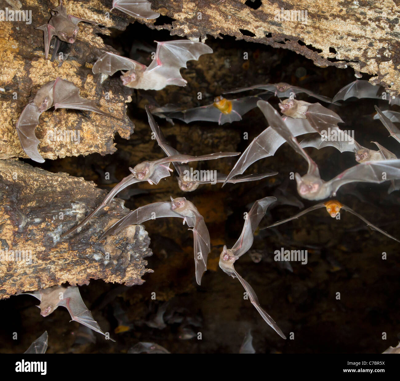 Une émergence de groupe de chauves-souris africaines à queue de mouton (Coleura afra) provenant d'une grotte, côtière du Kenya. Banque D'Images Une émergence de groupe de chauves-souris africaines à queue de mouton (Coleura afra) provenant d'une grotte, côtière du Kenya. Banque D'Images